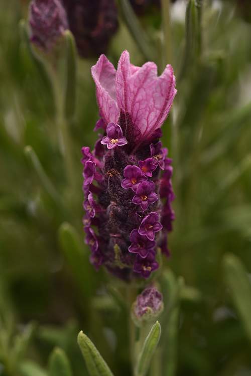 Lavandula stoechas Bandera Series deep rose 1000 semien